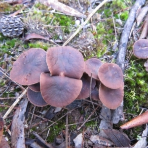 Collybia s.l. at Mulloon, NSW - 23 May 2021
