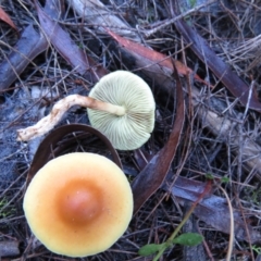 Hypholoma fasciculare (Hypholoma fasciculare) at Scott Nature Reserve - 23 May 2021 by SandraH