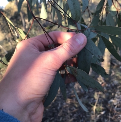 Eucalyptus blakelyi (Blakely's Red Gum) at Red Hill Nature Reserve - 15 May 2021 by Tapirlord