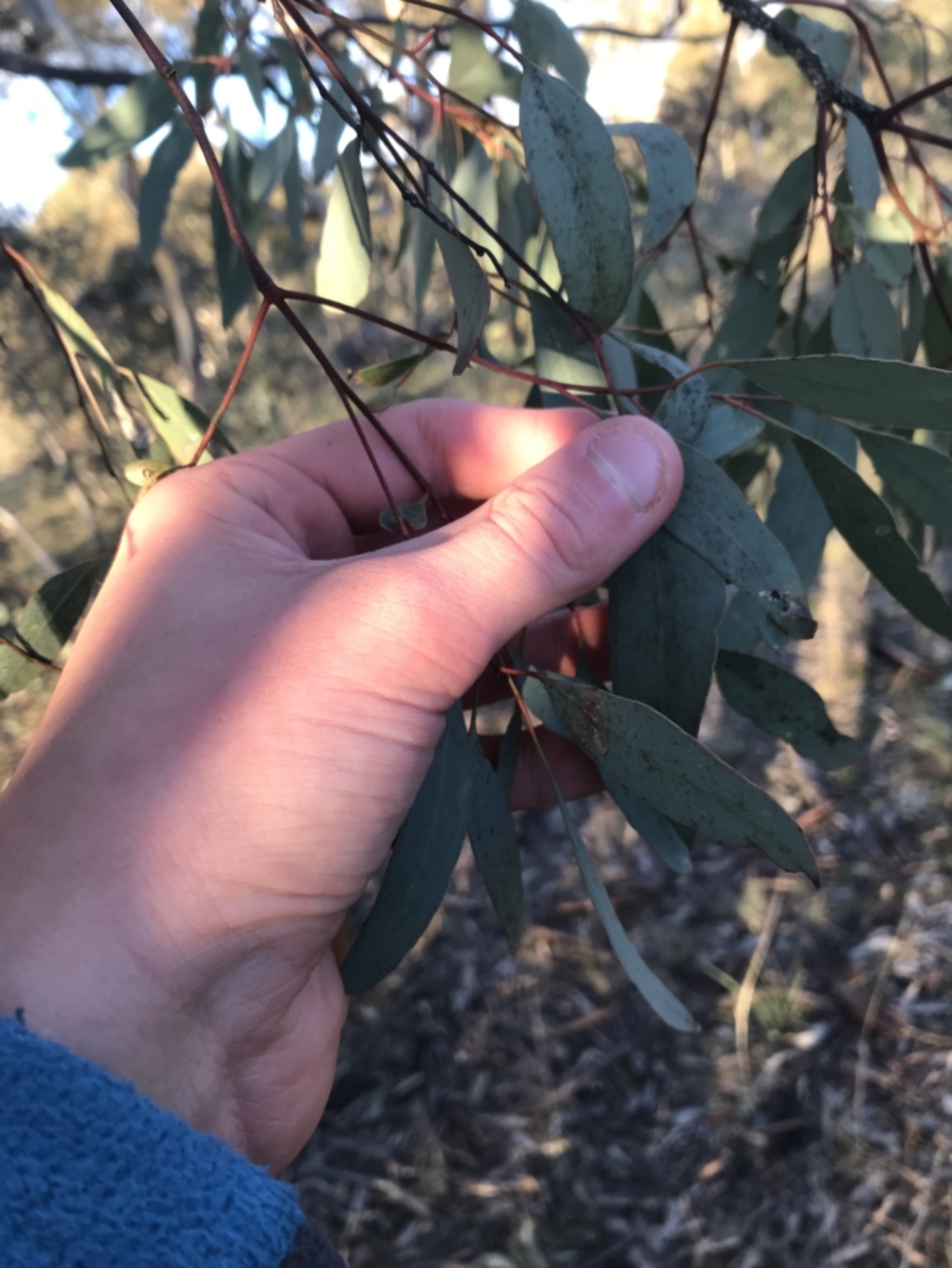 Eucalyptus blakelyi at Deakin, ACT - 15 May 2021