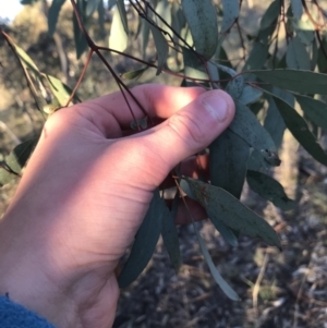 Eucalyptus blakelyi at Deakin, ACT - 15 May 2021