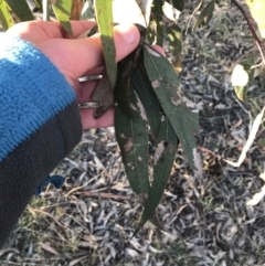 Eucalyptus blakelyi at Deakin, ACT - 15 May 2021 04:33 PM