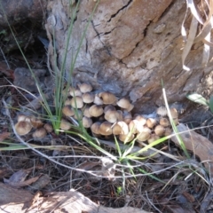 Mycena 'clarkeana group' at Mulloon, NSW - 23 May 2021 by SandraH