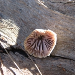 Mycena 'clarkeana group' at Mulloon, NSW - 23 May 2021