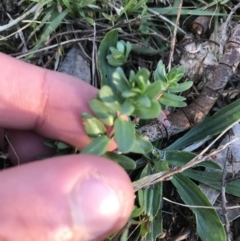 Lythrum hyssopifolia (Small Loosestrife) at Red Hill Nature Reserve - 15 May 2021 by Tapirlord