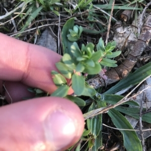 Lythrum hyssopifolia at Hughes, ACT - 15 May 2021