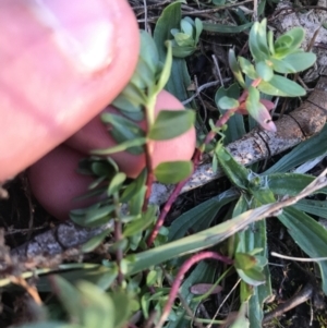 Lythrum hyssopifolia at Hughes, ACT - 15 May 2021