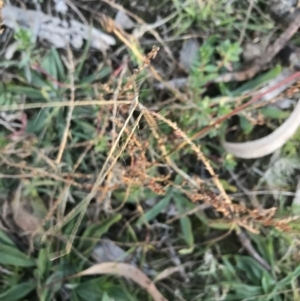 Lythrum hyssopifolia at Hughes, ACT - 15 May 2021