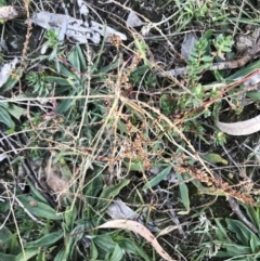 Lythrum hyssopifolia at Hughes, ACT - 15 May 2021