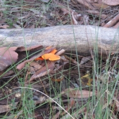 Trametes coccinea (Scarlet Bracket) at QPRC LGA - 23 May 2021 by SandraH