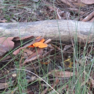 Trametes coccinea at Mulloon, NSW - 23 May 2021