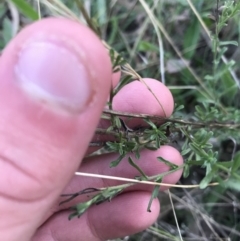 Vittadinia cuneata var. cuneata (Fuzzy New Holland Daisy) at Red Hill Nature Reserve - 15 May 2021 by Tapirlord