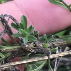 Vittadinia cuneata var. cuneata at Hughes, ACT - 15 May 2021