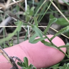 Vittadinia cuneata var. cuneata at Hughes, ACT - 15 May 2021