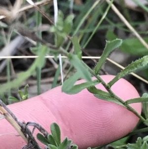 Vittadinia cuneata var. cuneata at Hughes, ACT - 15 May 2021