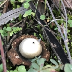 Geastrum sp. (Geastrum sp.) at Hughes, ACT - 15 May 2021 by Tapirlord