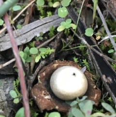 Geastrum sp. at Hughes, ACT - 15 May 2021 04:45 PM