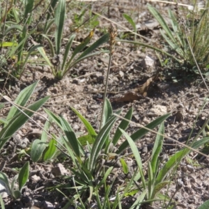 Plantago varia at Conder, ACT - 30 Mar 2021 06:18 PM