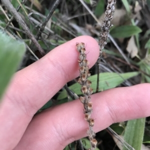 Plantago varia at Hughes, ACT - 15 May 2021 04:49 PM