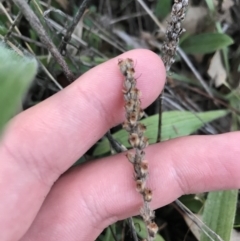 Plantago varia at Hughes, ACT - 15 May 2021