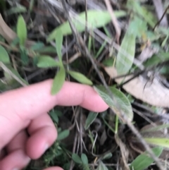 Plantago varia at Hughes, ACT - 15 May 2021