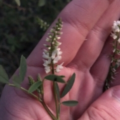 Melilotus albus (Bokhara Clover) at Deakin, ACT - 15 May 2021 by Tapirlord