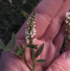 Melilotus albus (Bokhara) at Deakin, ACT - 15 May 2021 by Tapirlord