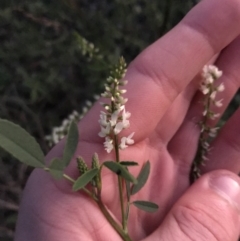 Melilotus albus at Deakin, ACT - 15 May 2021