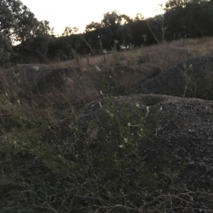 Melilotus albus at Deakin, ACT - 15 May 2021 05:30 PM