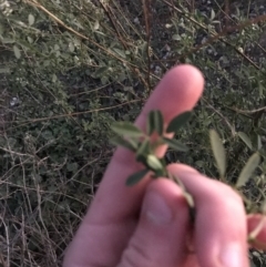 Melilotus albus at Deakin, ACT - 15 May 2021 05:30 PM