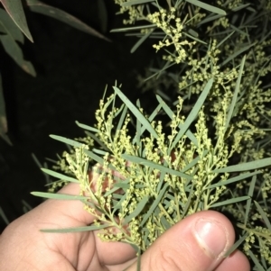 Acacia boormanii at Deakin, ACT - 15 May 2021