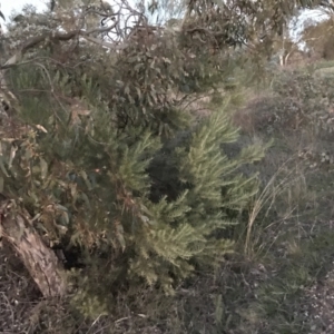 Acacia boormanii at Deakin, ACT - 15 May 2021 05:31 PM