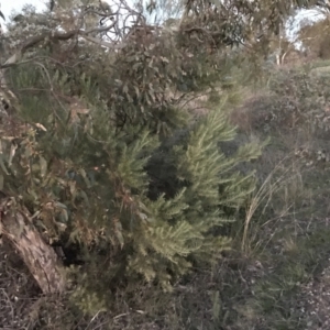 Acacia boormanii at Deakin, ACT - 15 May 2021