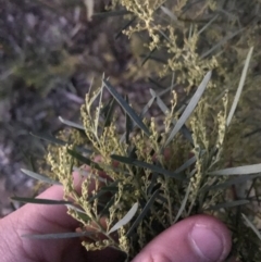 Acacia boormanii at Deakin, ACT - 15 May 2021 05:31 PM