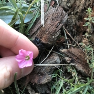 Convolvulus angustissimus subsp. angustissimus at Phillip, ACT - 18 May 2021 03:59 PM