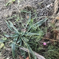 Convolvulus angustissimus subsp. angustissimus at Phillip, ACT - 18 May 2021 03:59 PM