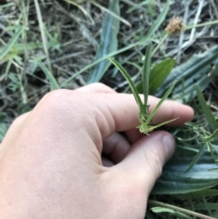 Convolvulus angustissimus subsp. angustissimus at Phillip, ACT - 18 May 2021 03:59 PM