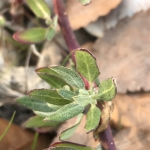 Chenopodium glaucum at Phillip, ACT - 18 May 2021