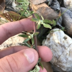 Chenopodium glaucum at Phillip, ACT - 18 May 2021 04:01 PM