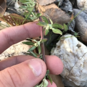 Chenopodium glaucum at Phillip, ACT - 18 May 2021 04:01 PM