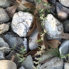 Chenopodium glaucum at Phillip, ACT - 18 May 2021 04:01 PM