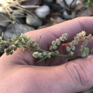 Chenopodium glaucum at Phillip, ACT - 18 May 2021 04:01 PM