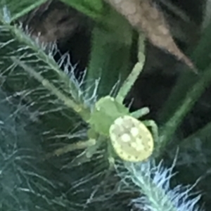 Thomisidae (family) at Hackett, ACT - 21 May 2021