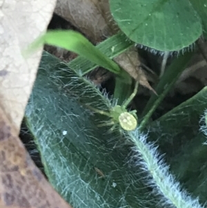 Thomisidae (family) at Hackett, ACT - 21 May 2021