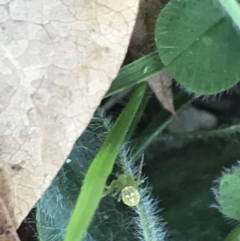 Thomisidae (family) at Hackett, ACT - 21 May 2021