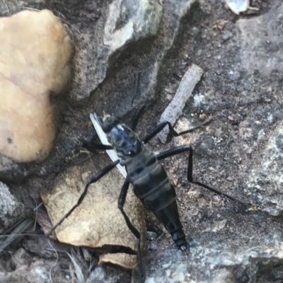 Boreoides subulatus (Wingless Soldier Fly) at Mount Ainslie - 7 Apr 2021 by MattFox