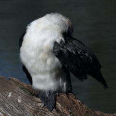 Microcarbo melanoleucos (Little Pied Cormorant) at Watson, ACT - 23 May 2021 by jb2602