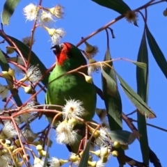 Parvipsitta pusilla at Hackett, ACT - 23 May 2021 12:31 PM