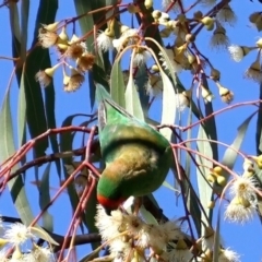 Parvipsitta pusilla at Hackett, ACT - 23 May 2021 12:31 PM