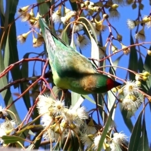 Parvipsitta pusilla at Hackett, ACT - 23 May 2021 12:31 PM